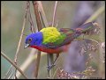 _3SB3419 painted bunting